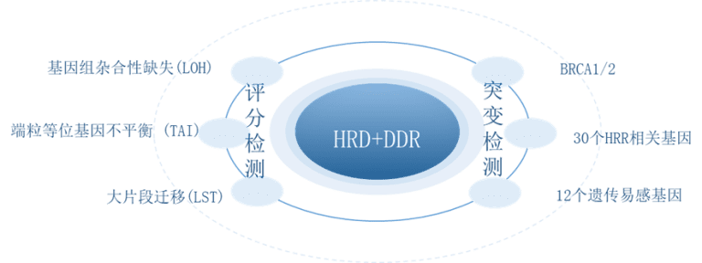 HRD+DDR(同源重组缺陷+DNA损伤修基因)检测项目简介 – 数问观止医学检验中心